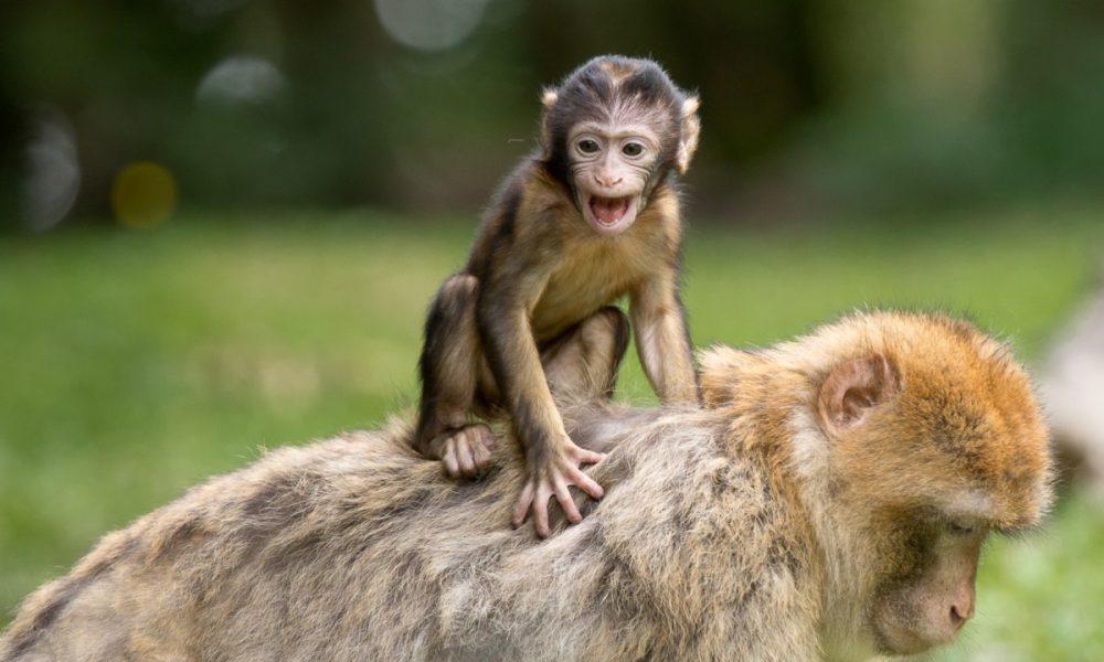 ape_berber_monkeys_mammal_ffchen_nature_animal_world_animals_zoo-1092837.jpg!d
