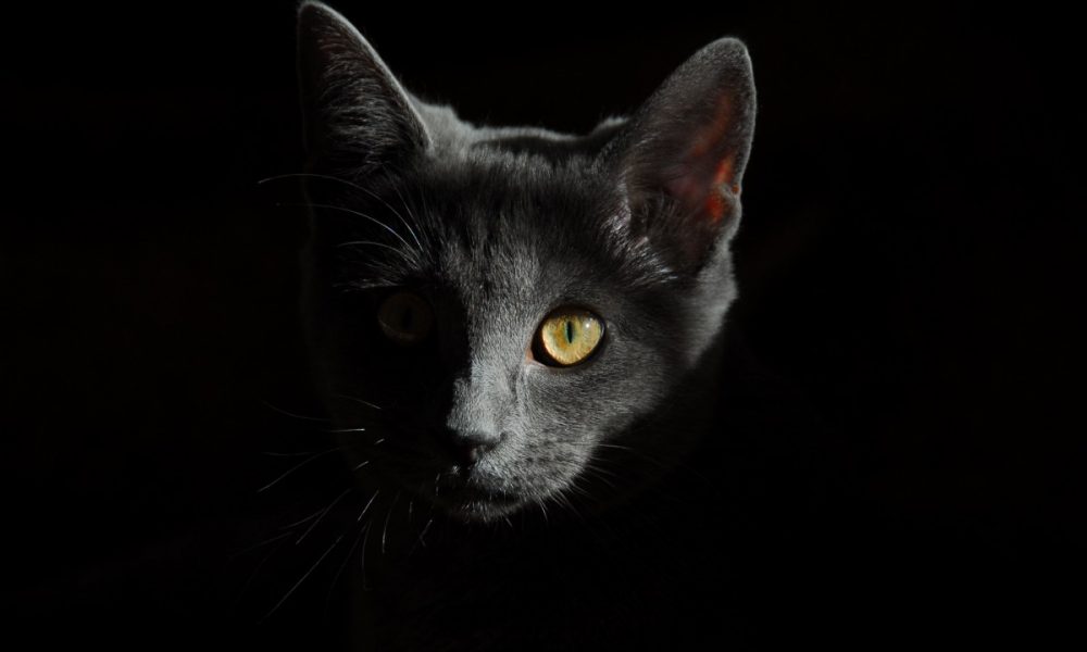 cat_animals_cats_portrait_of_cat_cat_face_pussy_cat_domestic_cat_cat's_eye-725947.jpg!d