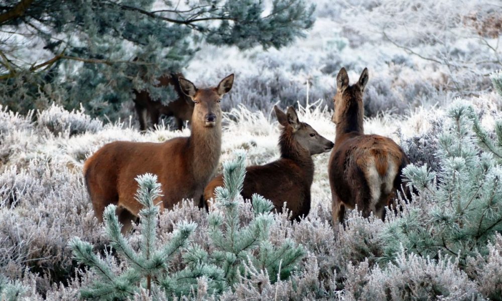 deer_animals_nature_wild_wildlife_forest_mammal_cute-1205623.jpg!d