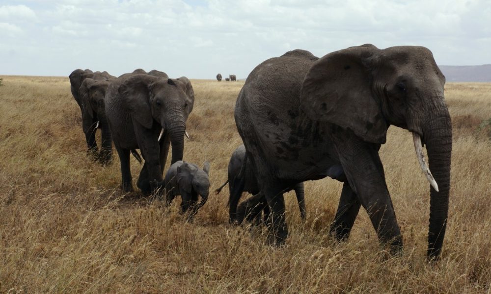 elephant_serengeti_national_park_pachyderm_safari_africa_animals_proboscis-1080652.jpg!d