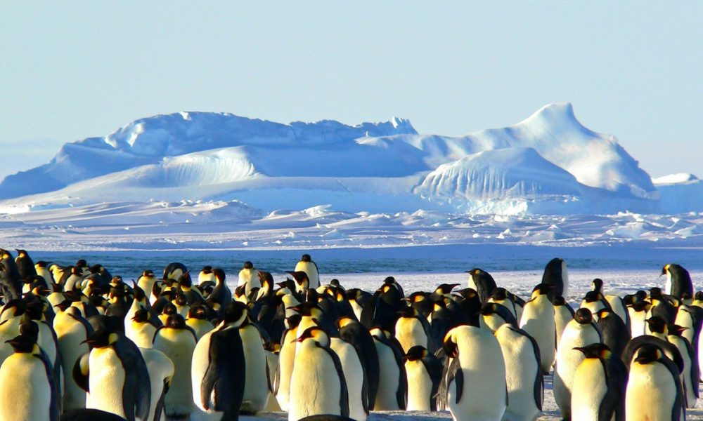 emperor_penguins_antarctic_life_animal_ice_antarctica_cold_wild-940585.jpg!d