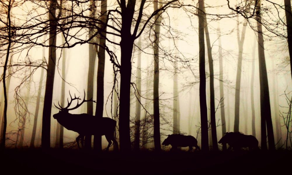 forest_fog_hirsch_wild_boars_nature_animals_trees_winter-1180528.jpg!d