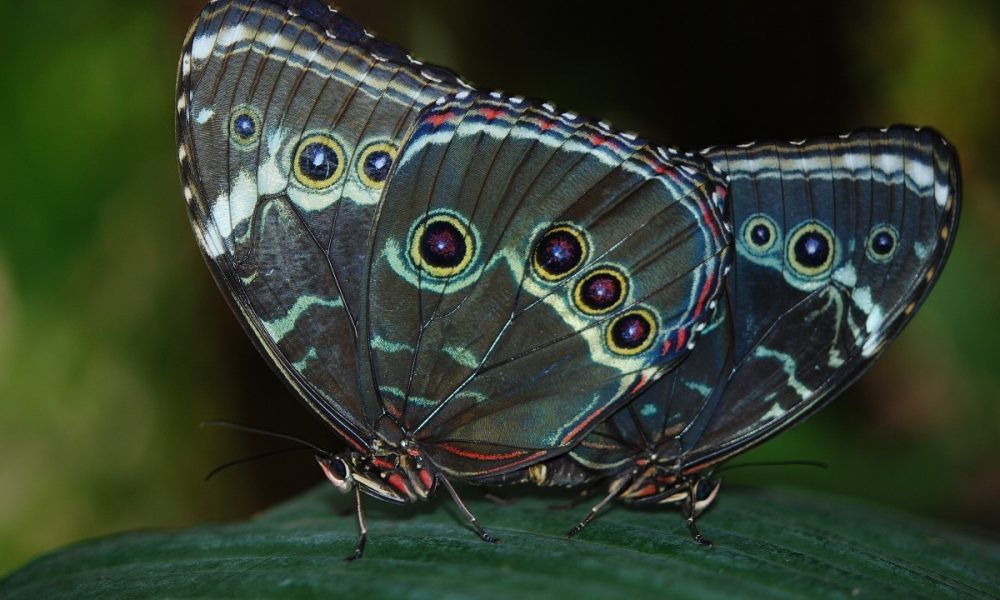 morpho_peleides_butterfly_butterflies_insect_nature_animal_ature-1151931.jpg!d
