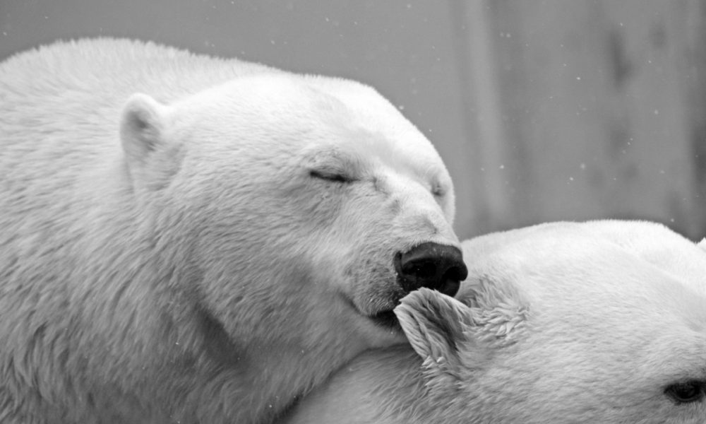 polar_bear_bear_teddy_sleep_lazy_rest_animal_nature_conservation-1116888.jpg!d