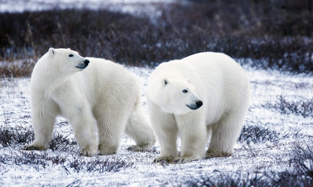 polar_bears_wildlife_snow_nature_wild_mammals_predators_ursus_maritimus-494463.jpg!d