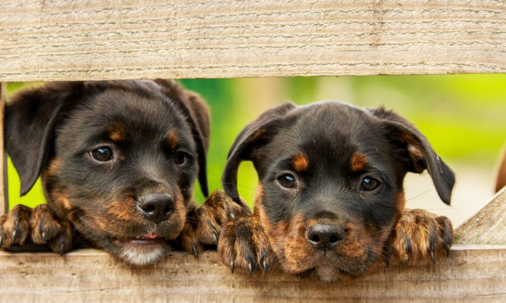 rottweiler_puppy_dog_dogs_cute_animal_animals_farm-1216380.jpg!d
